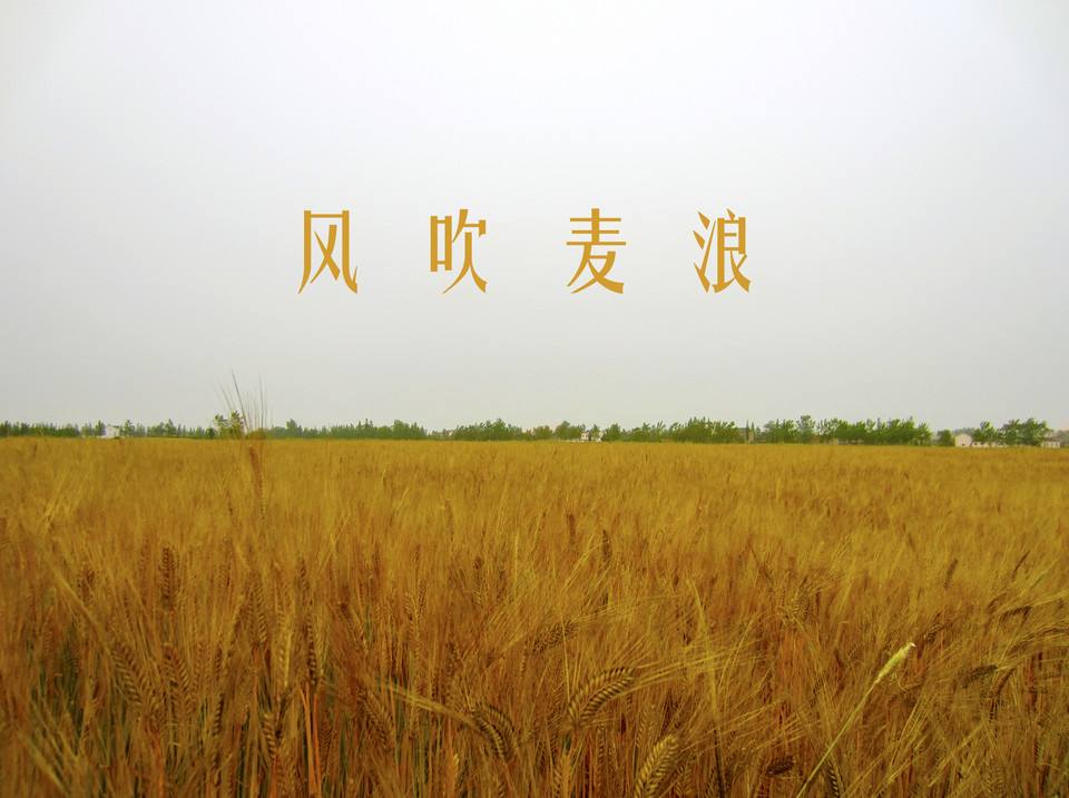 大伟 风吹麦浪吉他谱