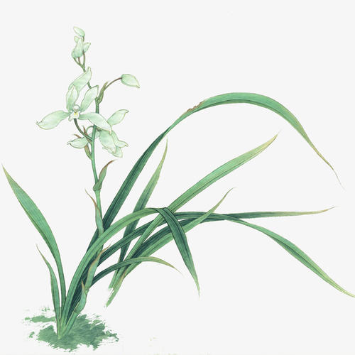 刘天礼兰花草吉他谱